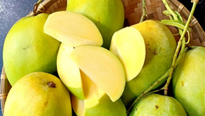 베트남산 망고 – 맛도 좋고 건강에도 좋은 여름 과일