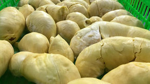 두리안 조각은 진하고 짙은 노란색이며 향이 강하고, 과일에서 막 분리한 것처럼 신선합니다.