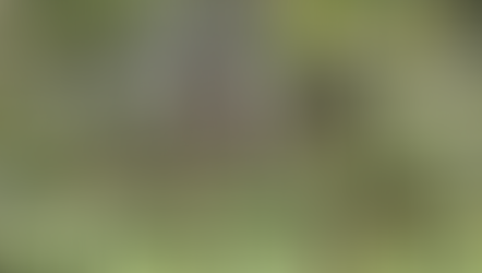 베트남 계피: 세계 수출 지도에서 녹색 금으로