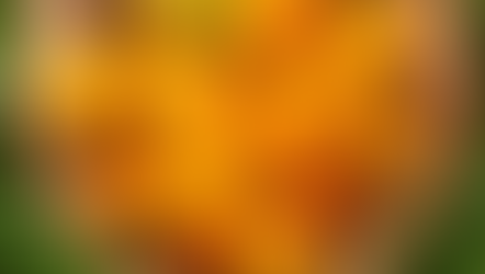 베트남 망고는 맛있고 저렴해서 소비자들에게 큰 인기를 얻고 있습니다.