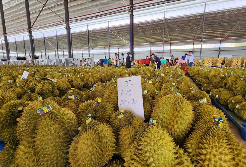 2025년에는 다크락 두리안 생산량이 약 40만 톤에 이를 것으로 예상된다.