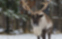 caribou.jpg