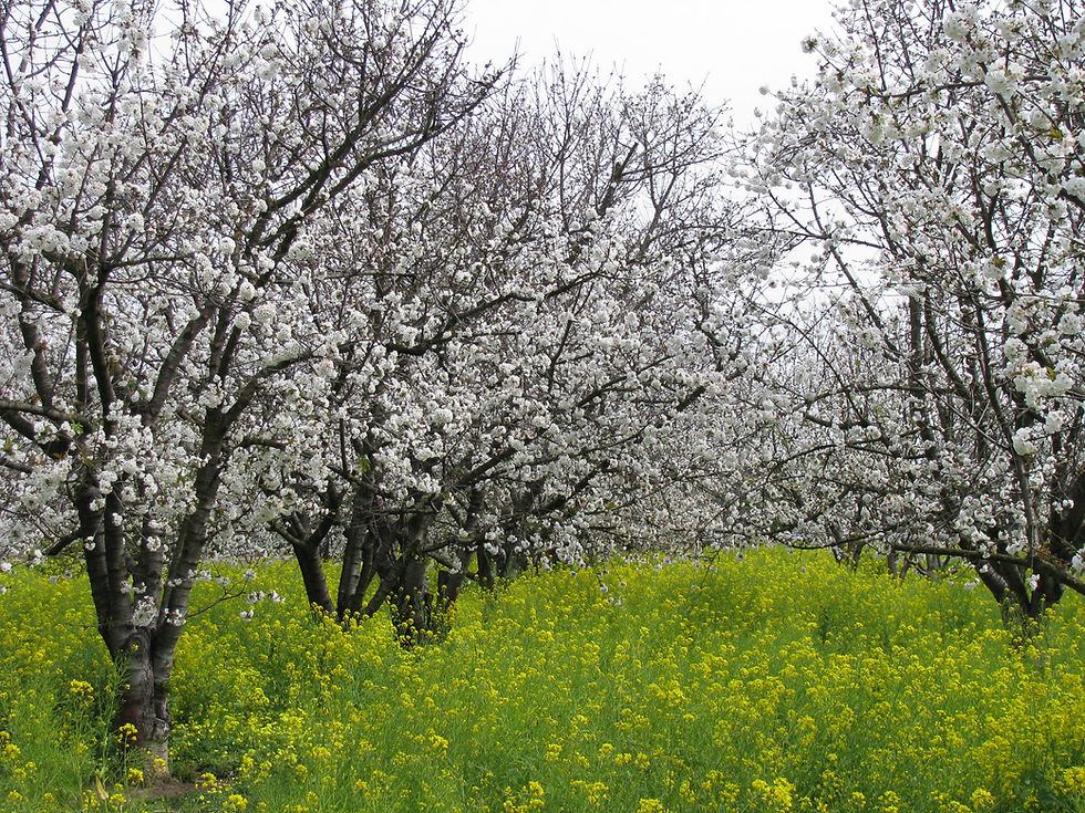 Spring