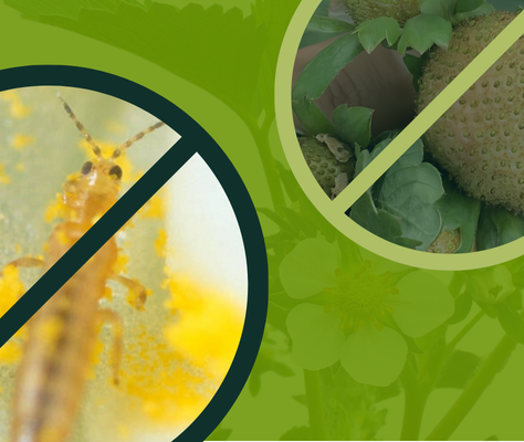 5 Powerful Steps for Preventing Early Thrips Outbreaks in Your Greenhouse Crops 