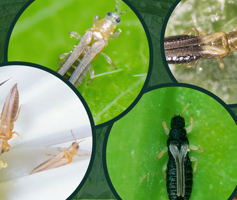Mastering Thrips Control: A 5-Step Guide for Controlling Every Life Stage to Prevent Outbreaks 