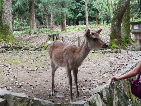 Nara
A connection between nature and human conscious
