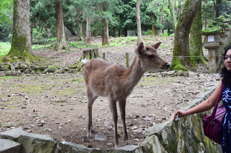 Deer of Nara