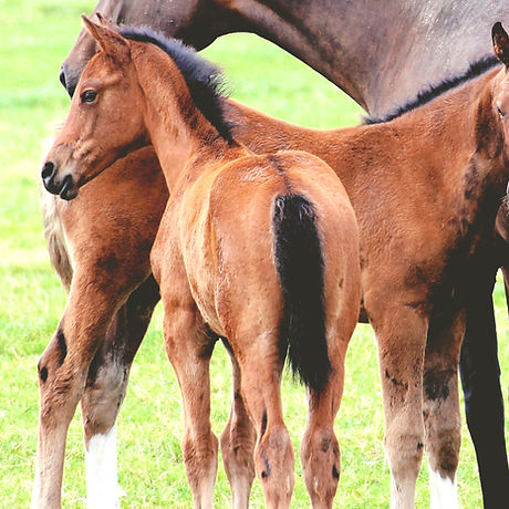 Training of Foals