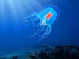 Do you know about the Immortal Jellyfish?