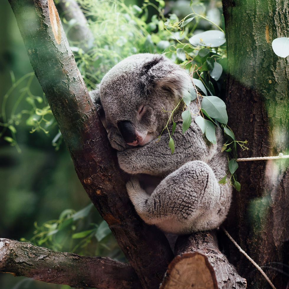 A sleeping koala in a tree