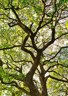 Peackpact_programs and projects_banner.jpg