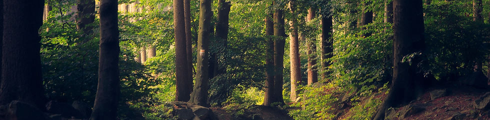 Beautiful woodland path_edited.jpg
