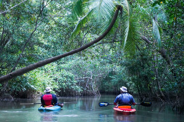 Monkey Mangrove Tour Damas Island Estuary Quepos Manuel Antonio Costa Rica