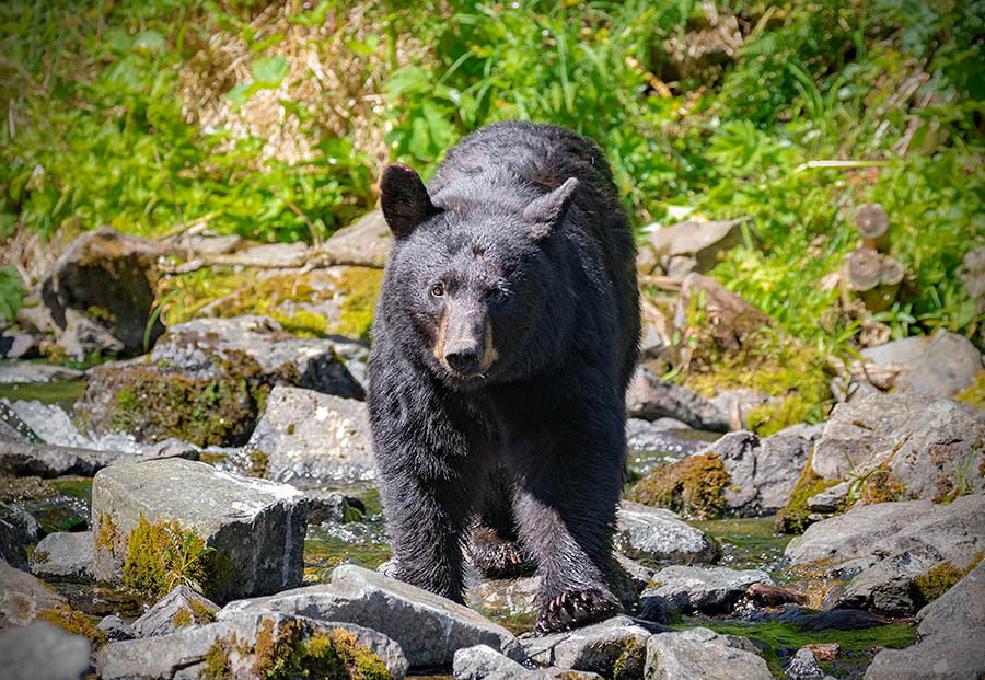 A black bear walks through a rocky stream surrounded by lush green foliage. Its fur glistens in the sunlight, creating a natural, serene mood.