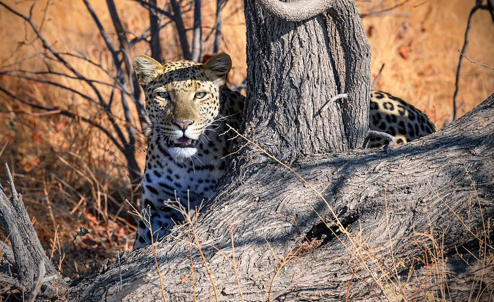 leopard etosha namibia potovanje namibija fotopotep matjaz intihar