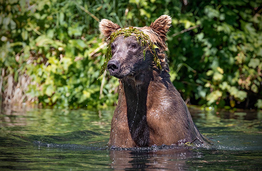 Brown bear standing in water with green plants on its head. The bear looks calm, surrounded by lush greenery under sunlight.