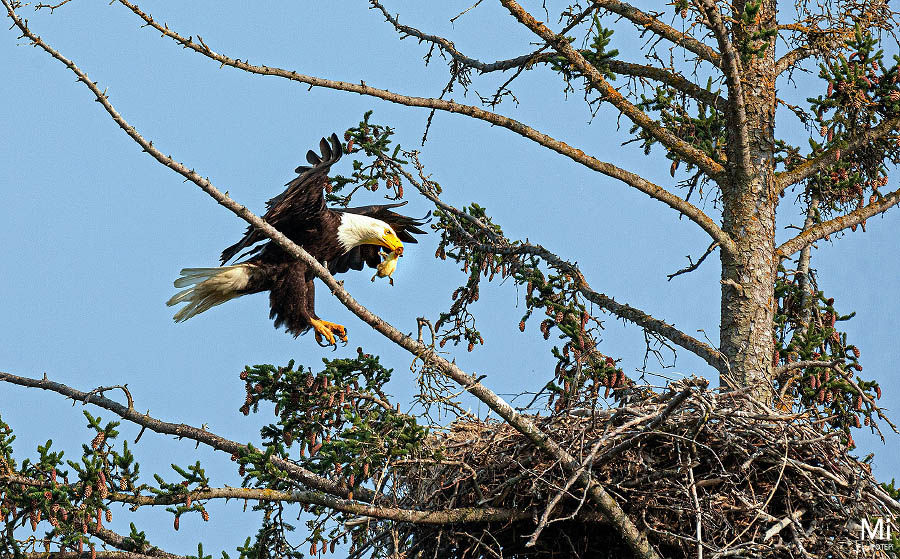 Beloglavi orel v pristanku na gnezdo, v kljunu drži račko, ki jo nese mladičema. Gnezdo med vejami visoke smreke na ozadju aljaškega neba. Matjaž Intihar