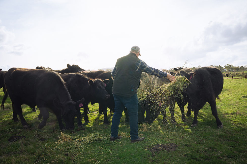Taylor Family Meats_2025-09-03-62.jpg