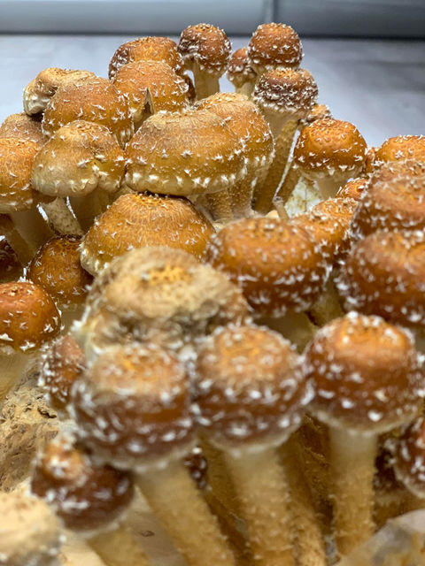 Source Fungi, 100% Australian Grown Fresh & Organic Mushrooms, powders and extracts.