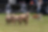 Victorian Working Sheepdog Association official site featuring sheepdog trials calendar, VWSDA membership details, muster dog events, working dog sport results & regional Victoria event info.