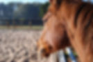 Path of the Horse Trentham Victoria, Equine Assisted Psychotherapy for Veterans, Military & Emergency Services