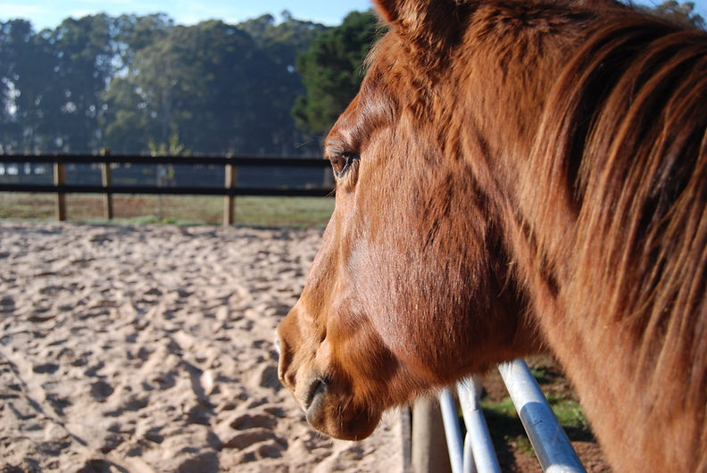 Path of the Horse Trentham Victoria, Equine Assisted Psychotherapy for Veterans, Military & Emergency Services