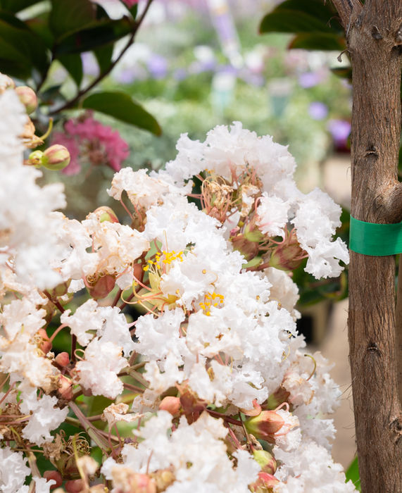Seasonal plants, trees & seeds at Macedon Nursery.