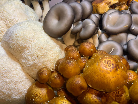 Source Fungi, 100% Australian Grown Fresh & Organic Mushrooms, powders and extracts.
