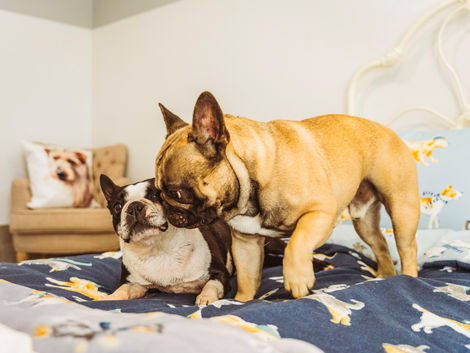 The Langley Luxury Dog Hotel, Boarding, Kennel, Accommodation, Macedon Ranges, Mount Alexander Shire