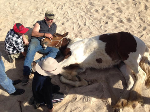 Path of the Horse Trentham Victoria, Equine Assisted Psychotherapy for PTSD, Trauma, Anxiety & Depression