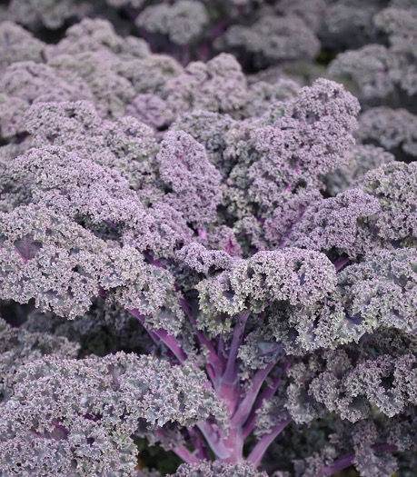 Thumbnail: Seeds: Kale - Scarlet  (100 seeds)