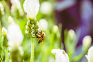Learn about Macedon Nursery’s history, team & community support in the Macedon Ranges.