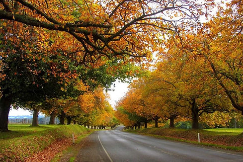 Woodend Avenue Of Honour