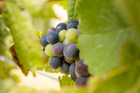 Behind the scenes at Bowerbird Wines' vineyards. Nebbiolo, Syrah, and Viognier wines.