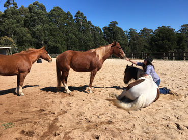 Path of the Horse Trentham Victoria, Equine Assisted Psychotherapy for PTSD, Trauma, Anxiety & Depression