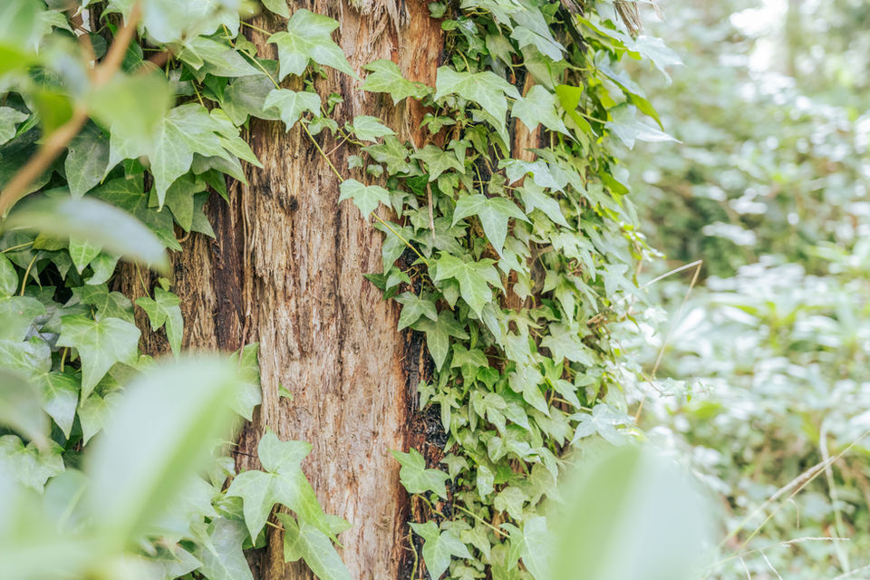 Flo-State Of Mind, Holistic Counselling and Psychotherapy