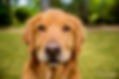 Woof & Hoof, Dog & Horse Energy Animal Healing Macedon Ranges