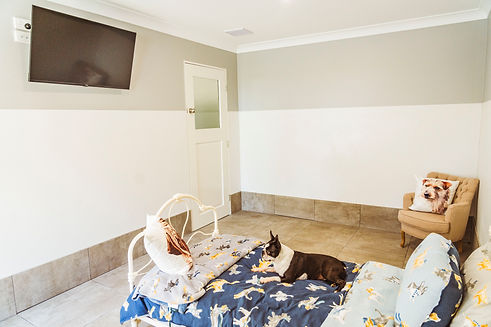 The Langley Luxury Dog Hotel, Boarding, Kennel, Accommodation, Macedon Ranges, Mount Alexander Shire