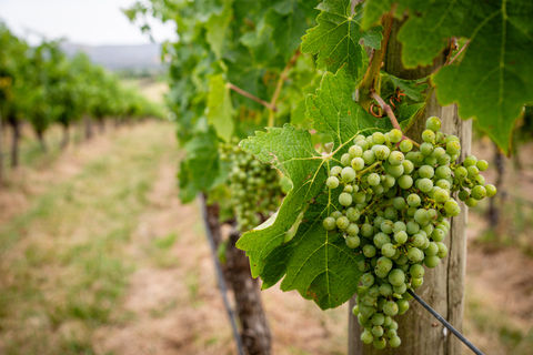 Patch Wines Small-batch boutique winemaker in Victoria.