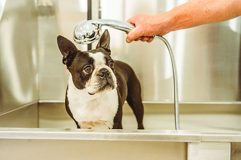 The Langley Luxury Dog Hotel, Boarding, Kennel, Accommodation, Macedon Ranges, Mount Alexander Shire