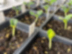 Seedlings reaching for the light