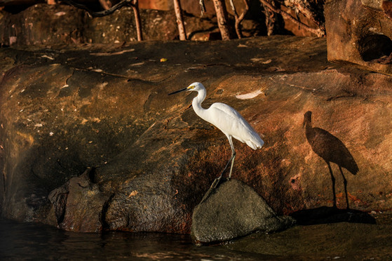 GRANDE AIGRETTE, KING GEORGE RIVER, AUSTRALIE