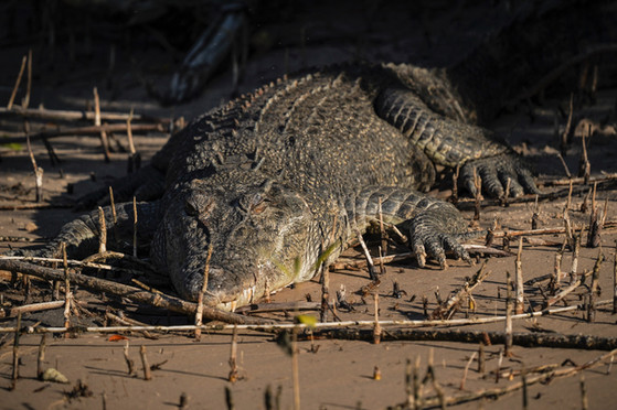 CROCODILE MARIN, KING GEORGE RIVER, AUSTRALIE