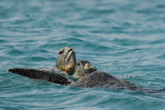 TORTUES, LACEPEDE ISLAND, AUSTRALIE