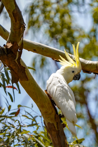 CACATOES A HUPPE JAUNE, PERCEY ISLAND, AUSTRALIE