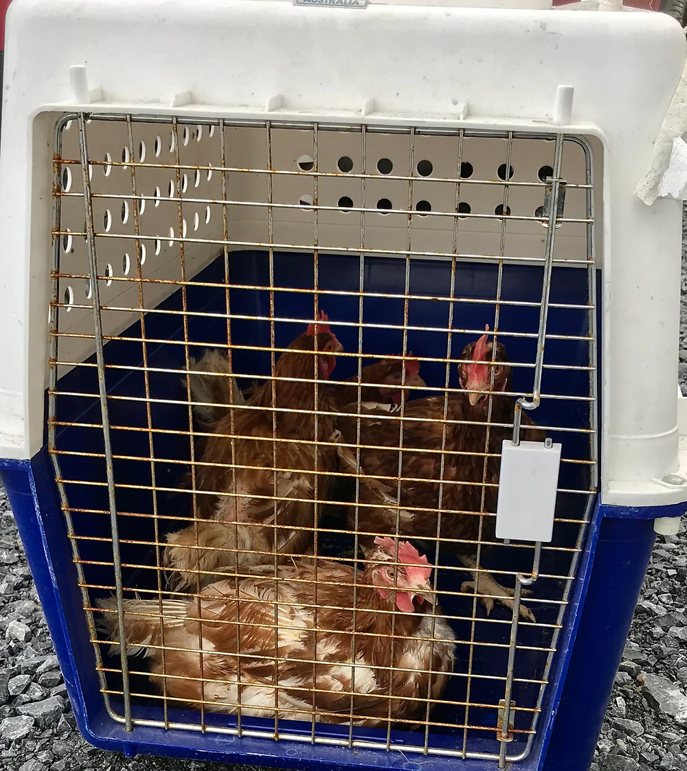 The day we brought the rescue chickens home