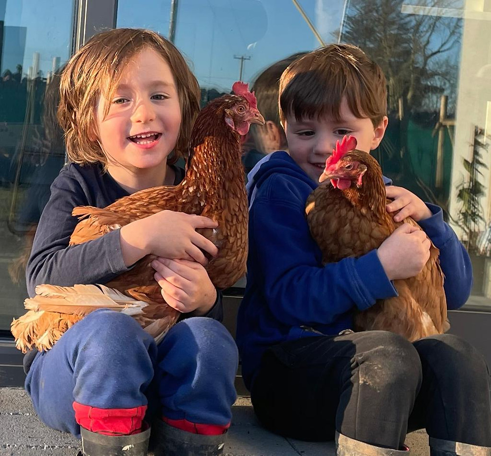 Rescue Chickens Having a cuddle