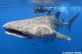 Madagascar Pro Network - Whale Shark