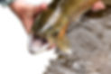 TROUT CUT SM.jpg