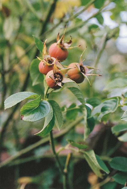 Bryony the Garden Designer Personal Brand Photography Northamptonshire by Gina Dover-Jaque
